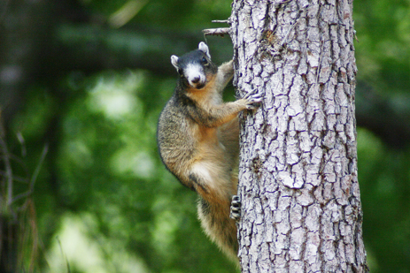 Report fox squirrel sightings in Florida Sherman's Fox Squirrel