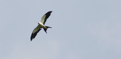 Flying Swallow-tailed kite swallowtail kite in the air