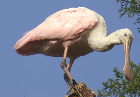 Florida Keys Wild Bird Center