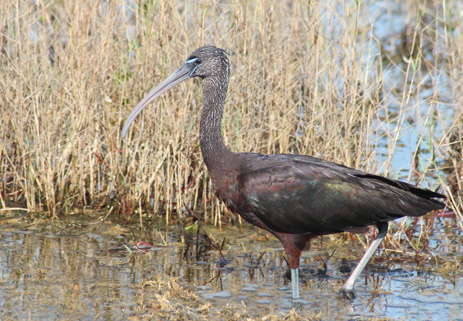 Glossy ibis Florida wading bird decurved bill