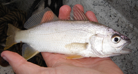 Sand Perch Silver Perch yellowtail Florida fishing