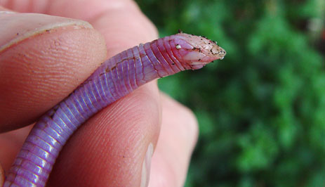Lizard Worm