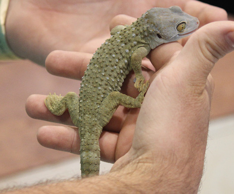 Tokay Gecko Florida exotic gecko introduced to Florida