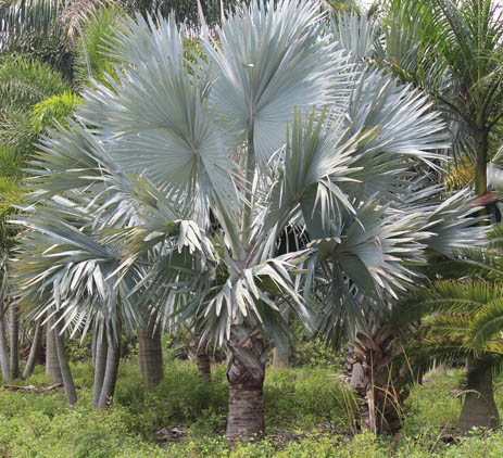Silver Palm exotic tree Madagascar native landscape plant
