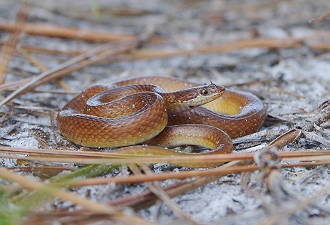 Pine Woods Snake small brown snake