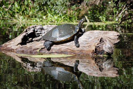 Suwannee River Cooter river turtle