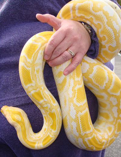 Albino Burmese Python in Florida