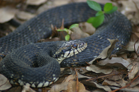 Banded water snake difference between cottonmouth