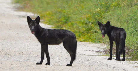 Black Coyotes in Florida melanistic coyote