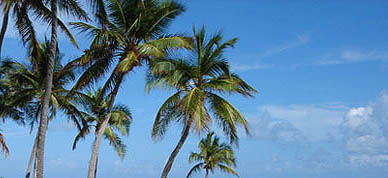 Palm Trees on Islamorada