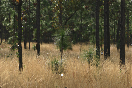 Longleaf Pine wiregrass Florida ecosystems