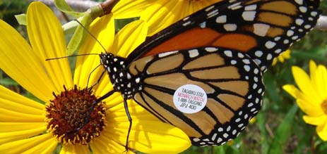 Tagged Monarch Butterfly on a Coreopsis