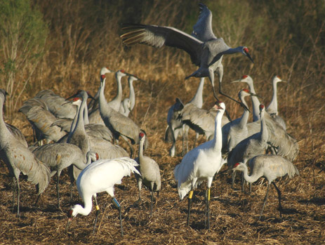 Sandhill Cranes Whooping Cranes transmitters Paynes Prairie North Florida