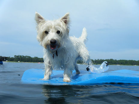 White dog on a raft in the water Traveling with your dog