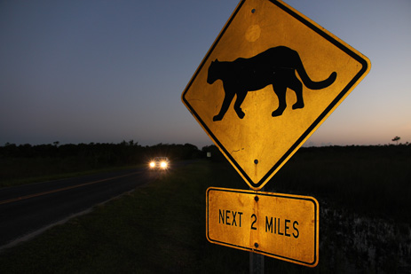 Panther sign Florida panther caution speed limit