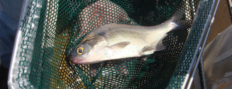 Dead Gizzard Shad Florida cold snap fish kills