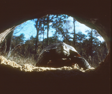 Gopher Tortoise in Burrow underground Florida longleaf pine