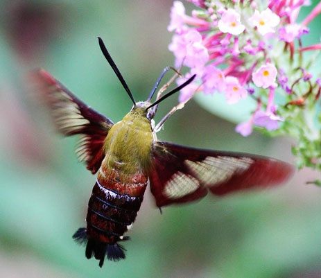 Hummingbird Moth Florida Madan Oli