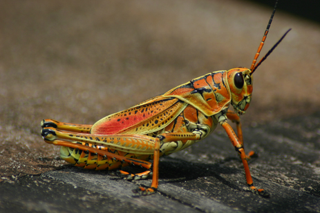 Lubber Giant Orange grasshopper