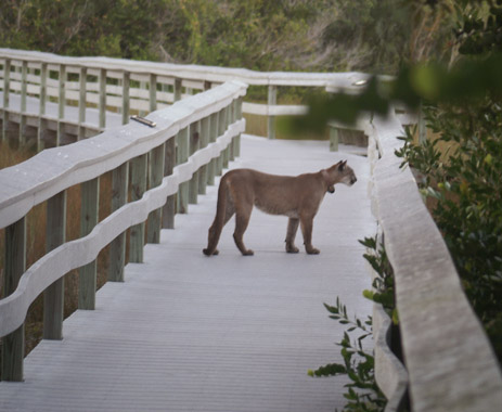 Recent Sightings of Florida Panthers Corkscrew