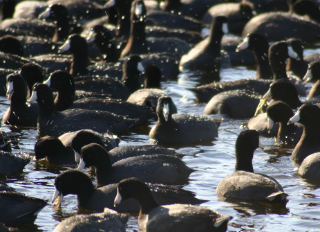 Raft of Coots wintering at Merrit Island Florida American coots