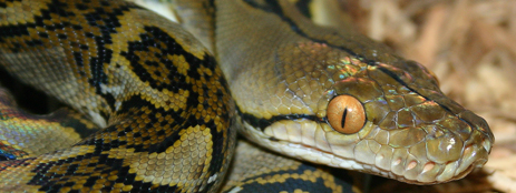 Reticulated Python in Florida