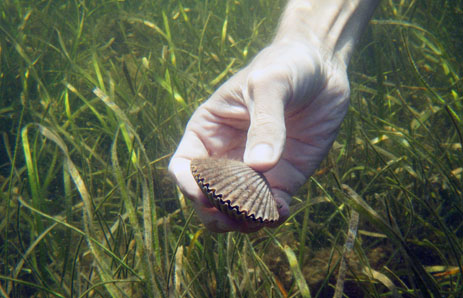 Scallop in the hand in the sea grass