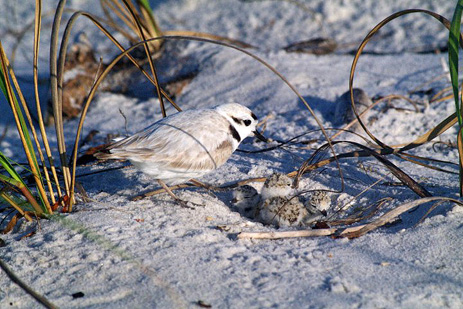 Snowy Plover mother and chicks Florida panhandle beaches