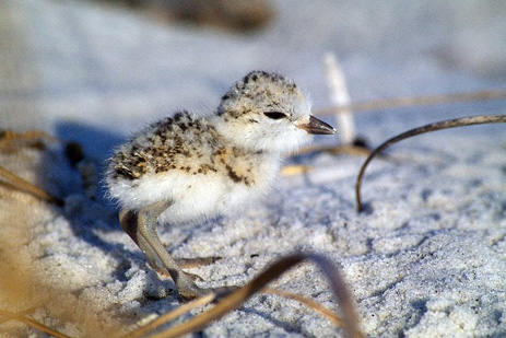 Snowy Plover Chick Florida Panhandle