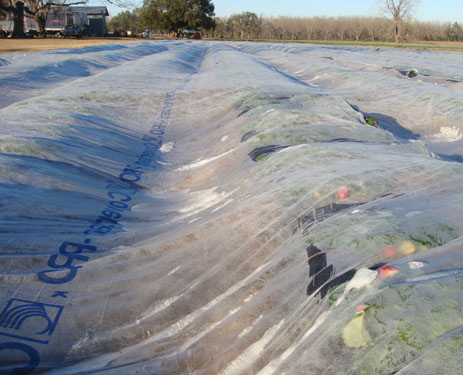 Strawberries covered with plastic drop cloth Florida freeze