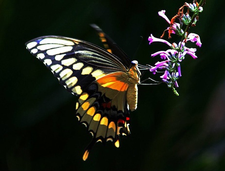 Swallowtail butterfly Florida Madan Oli