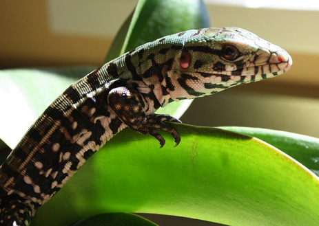 Black and White Tegu Exotic animals in Florida