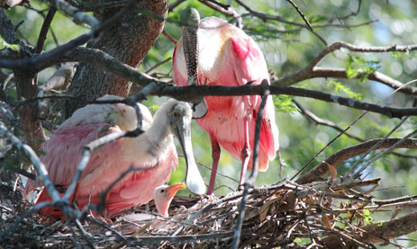 Roseate Spoonbills on nest with chick St. Augustine Alligator Farm Florida