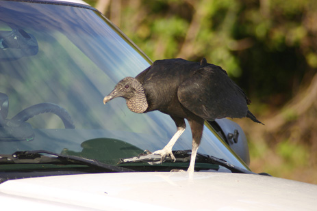 Black vultures picking cars attacking cars