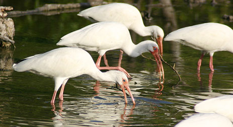 White Ibis feeding Florida Mercury 