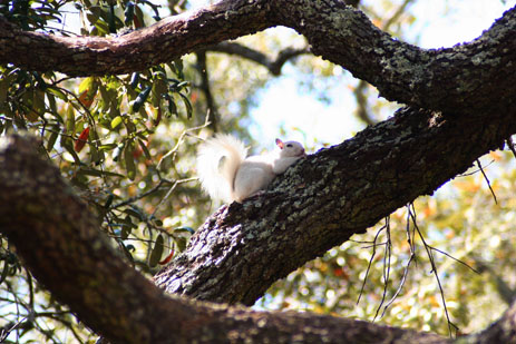 White Squirrels in Florida Ochlochnee State Park Florida