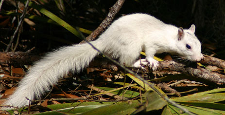 Where to see white Squirrels in florida Ochlochnee State Park Florida