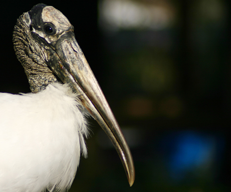 Wood Stork Florida wood stork endangered or threatened