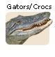 Gators Crocs