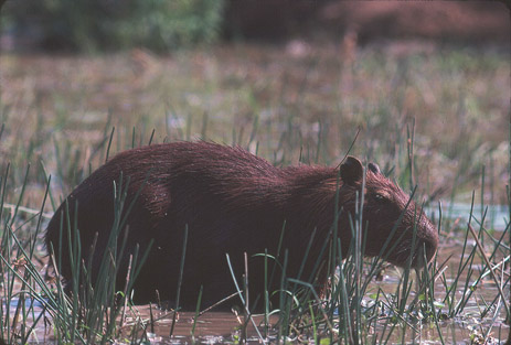 capybara weird animals Florida