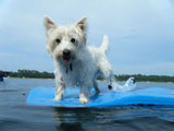 Travleing with your dog in Florida Dog on a raft