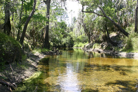 Paynes Creek 