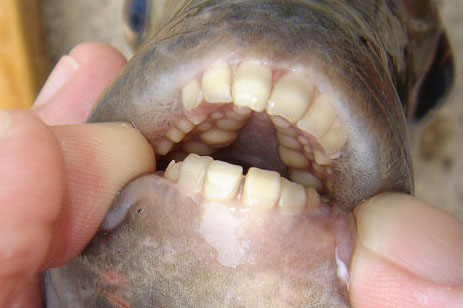 Sheepshead teeth a fish with human teeth