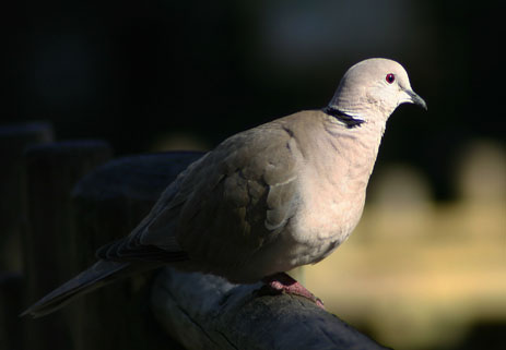 Eurasian Collared Dove Florida birds exotic non-native