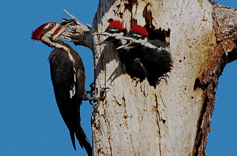 Plieated Woodpecker feeding young Florida John Bishop