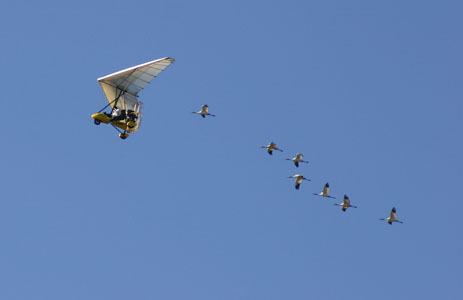 Whooping Cranes with Ultralight