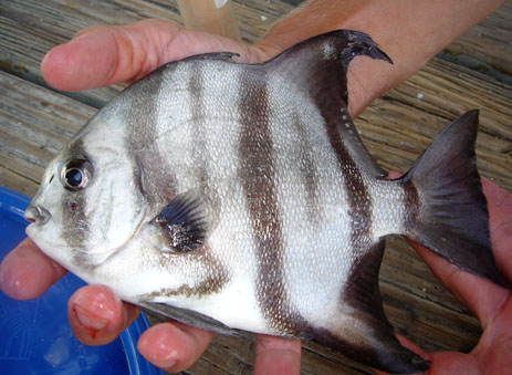 Atlantic Spadefish angelfish Gulf Florida