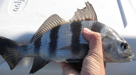 Young Black drum