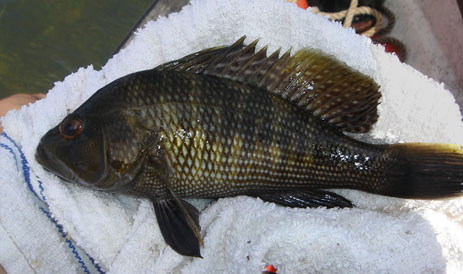 Black Sea Bass whole body dark fish