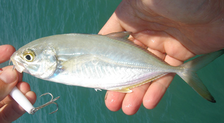 Blue Runner hardtail Florida fishing